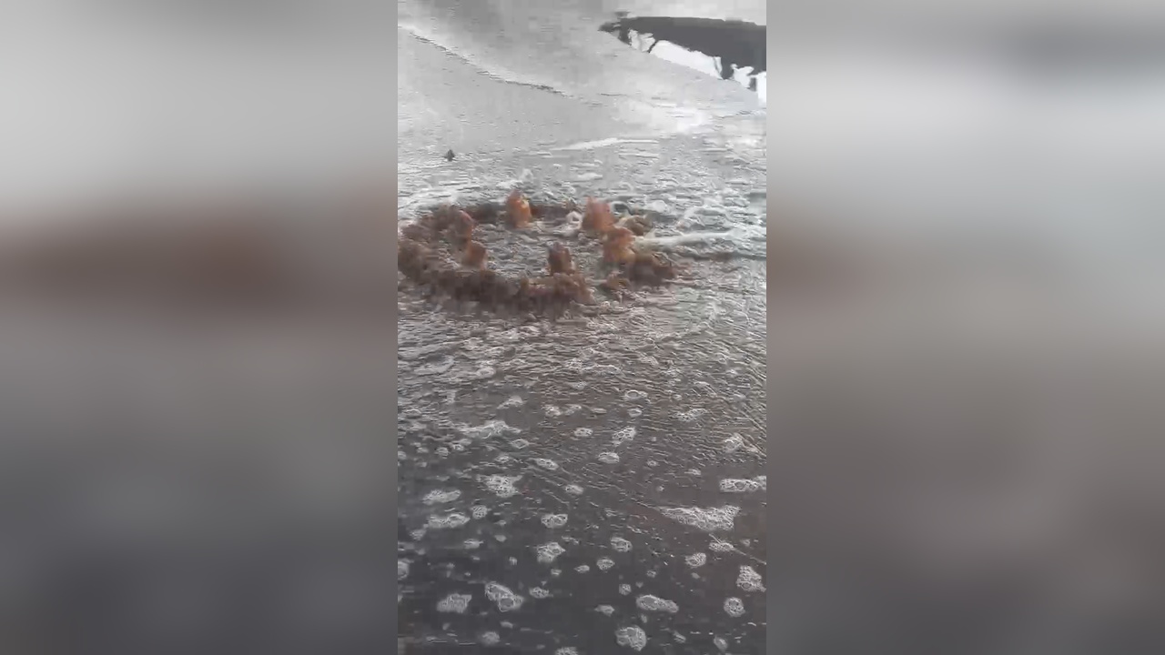İzmir Büyükşehir Belediyesi'ne Atık Su Cezası Kesildi