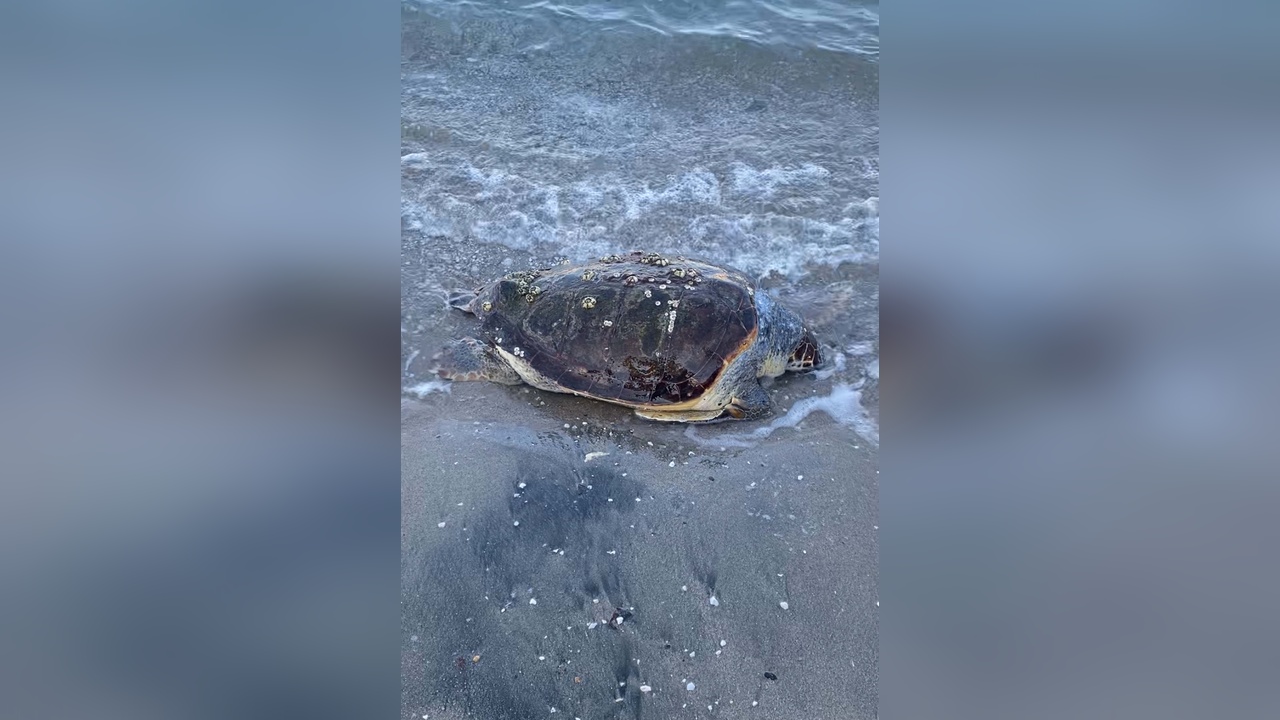 Bodrum'da Ölü Caretta Caretta Deniz Kıyısında Bulundu