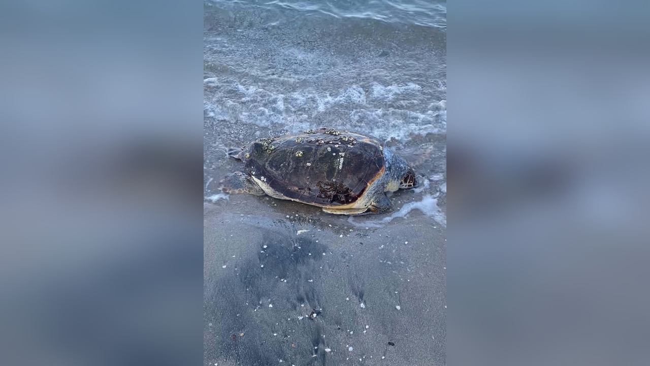 Bodrum'da Ölü Caretta Caretta Deniz Kıyısında Bulundu