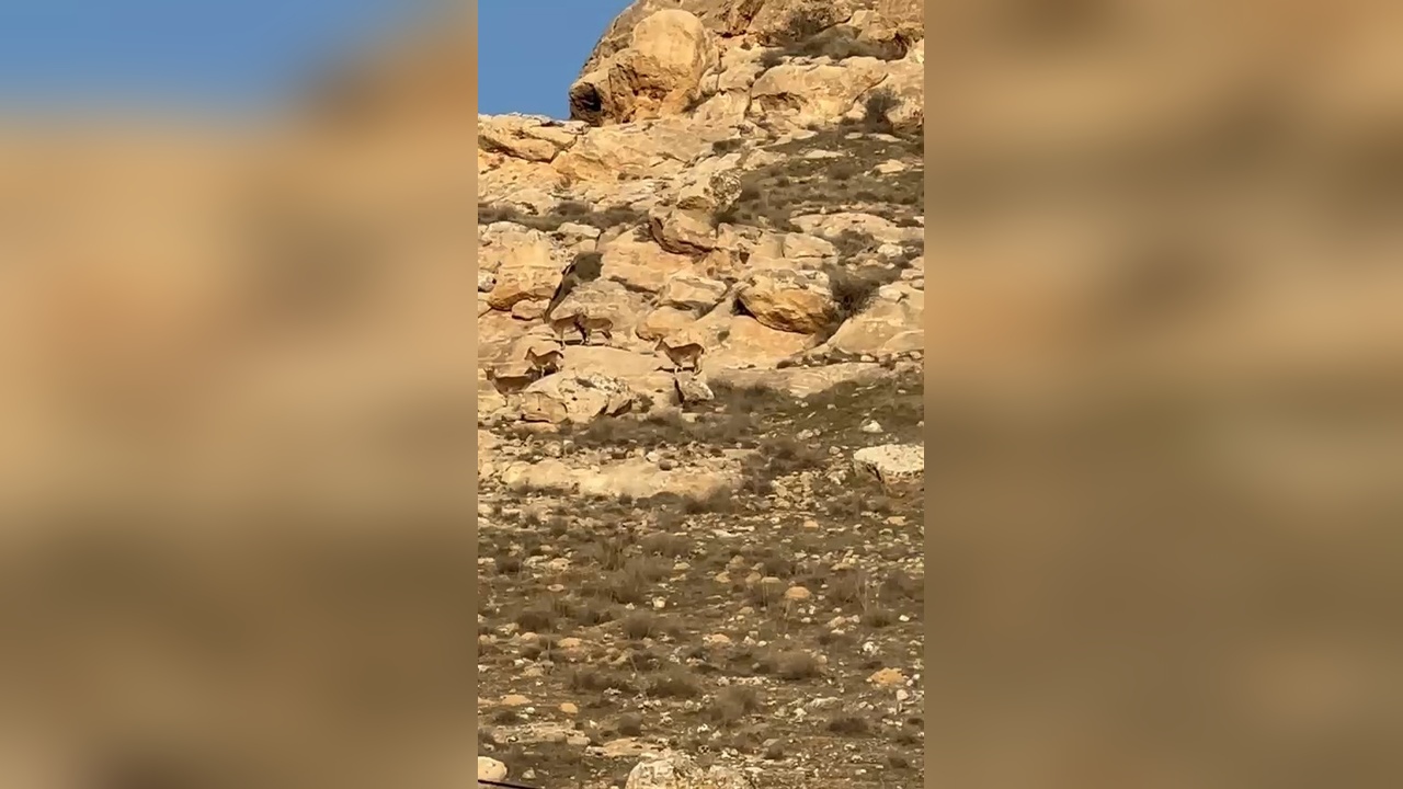 Batman'da Koruma Altındaki Dağ Keçileri Görüntülendi