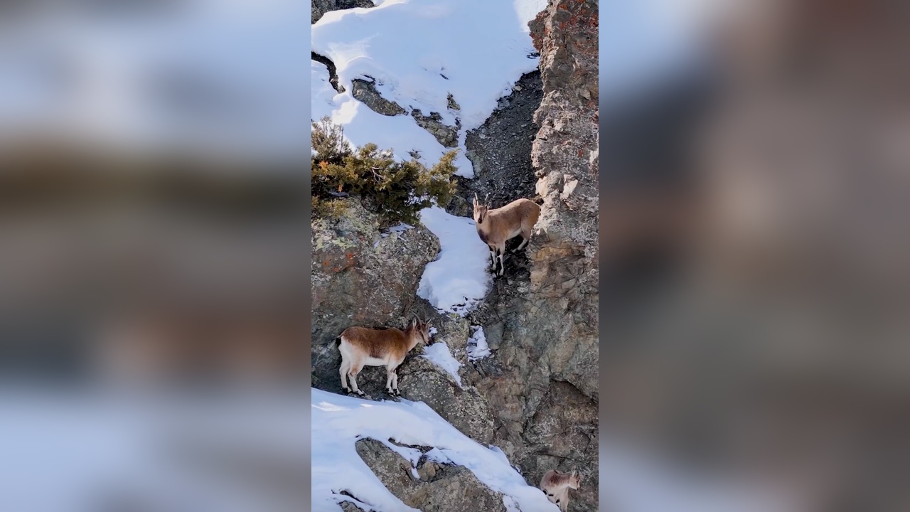 Dron ile Görüntülenen Koruma Altındaki Yaban Keçileri