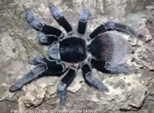 Yasa dışı yollarla getirilen en zehirli türlerden biri internette satılıyor