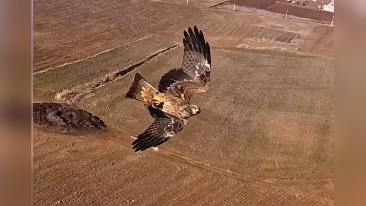 Dronlar ve Kızıl Şahinler: Doğanın Savaşçıları