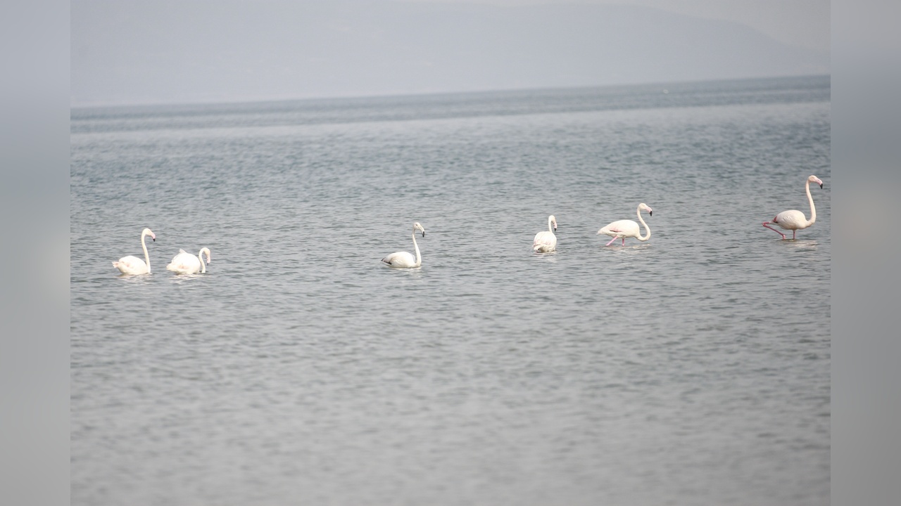 İznik Gölü'nde Flamingo Konaklaması
