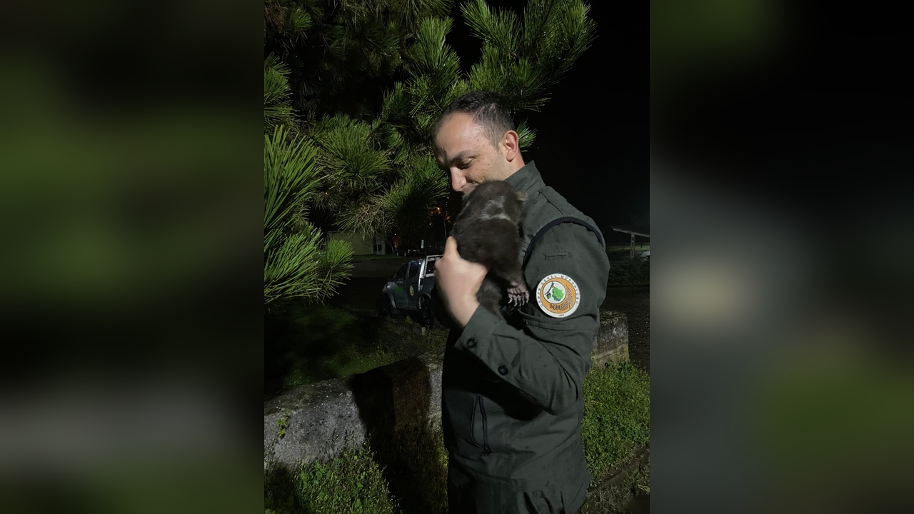 Karabük'te Yavru Bozayı Koruma Altına Alındı