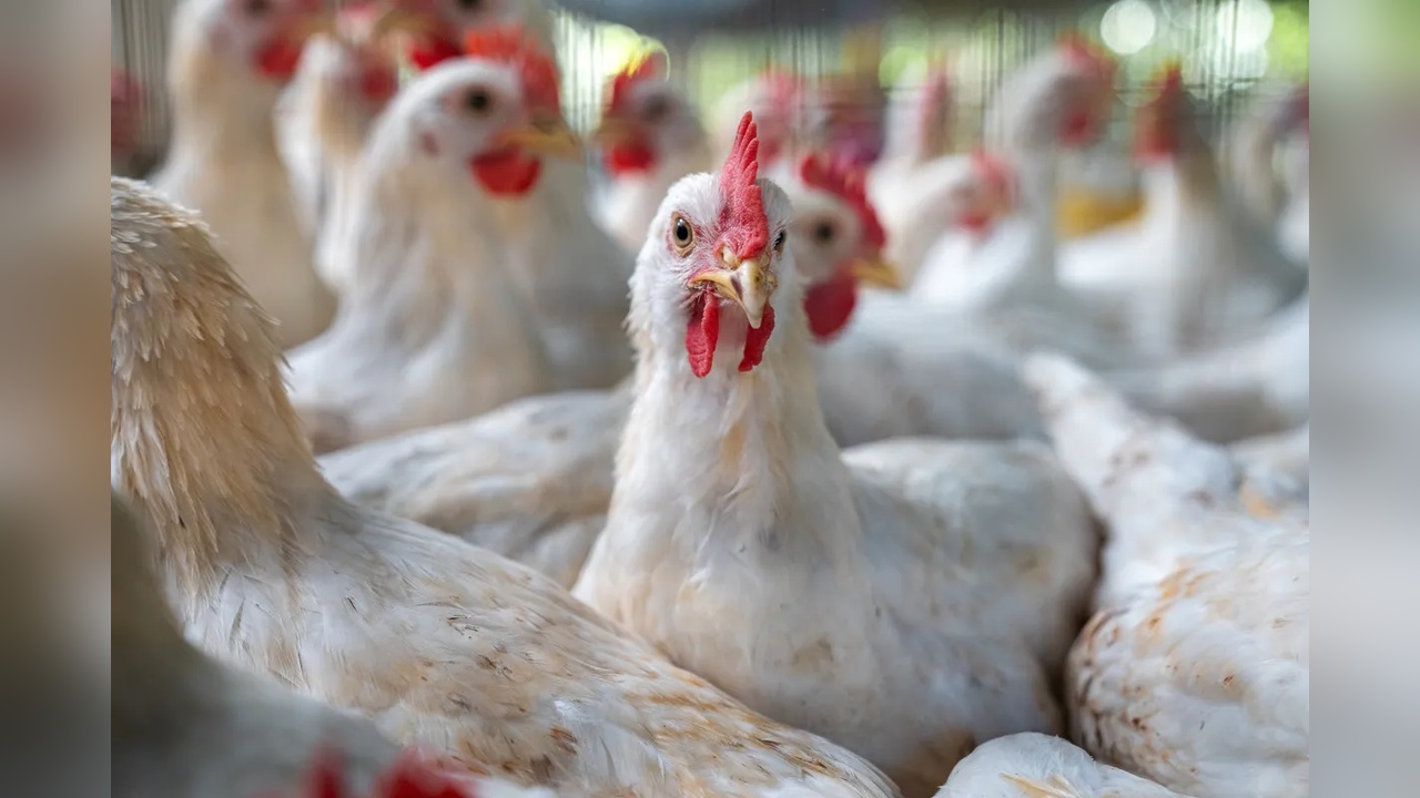 ABD, 2017'den Sonra İlk H7N9 Kuş Gribi Salgınıyla Karşılaştı