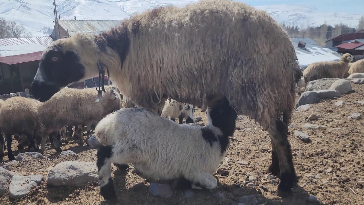 Kuzuların Anneleriyle Buluşması Görüntülendi