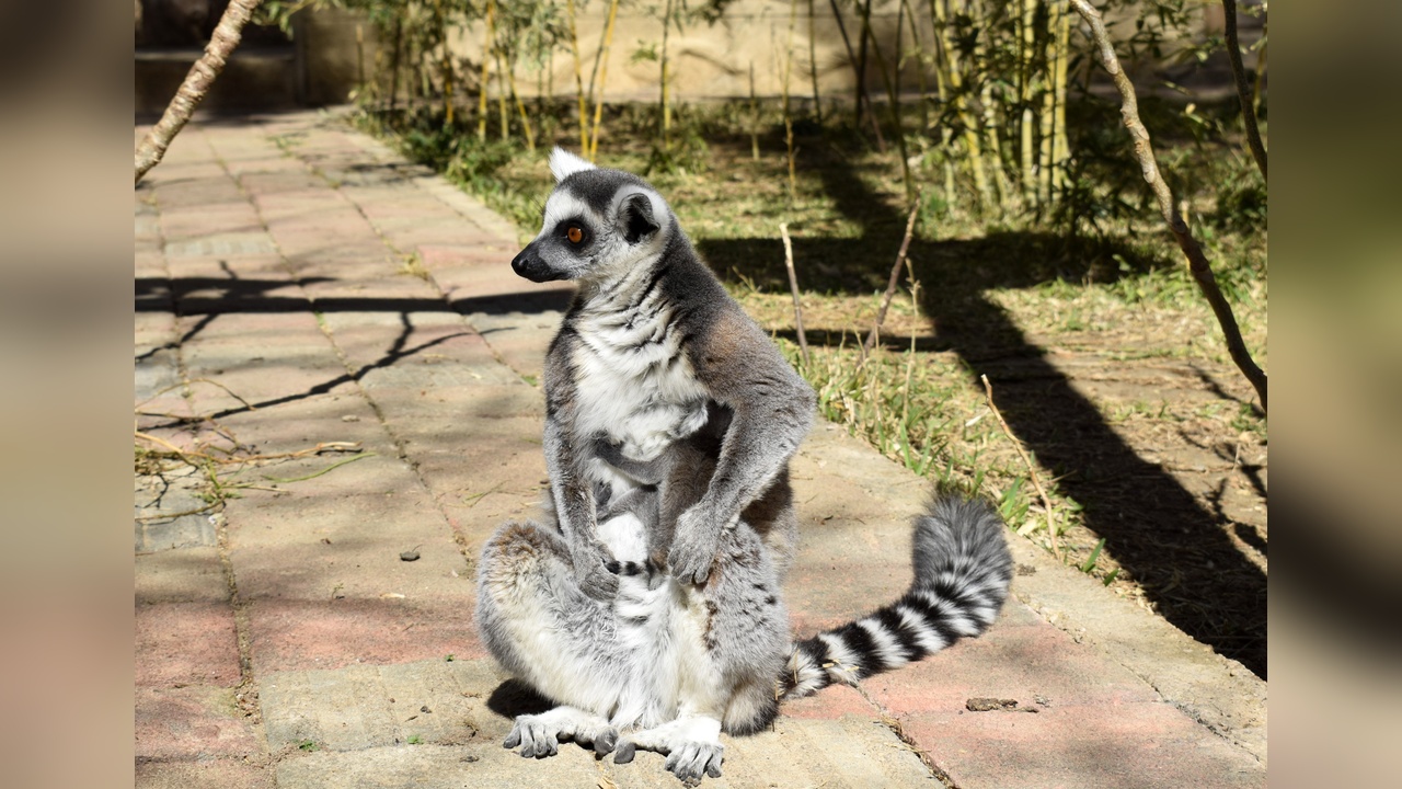 Antalya Doğal Yaşam Parkı'nda Üç Lemur Yavrusu Doğdu