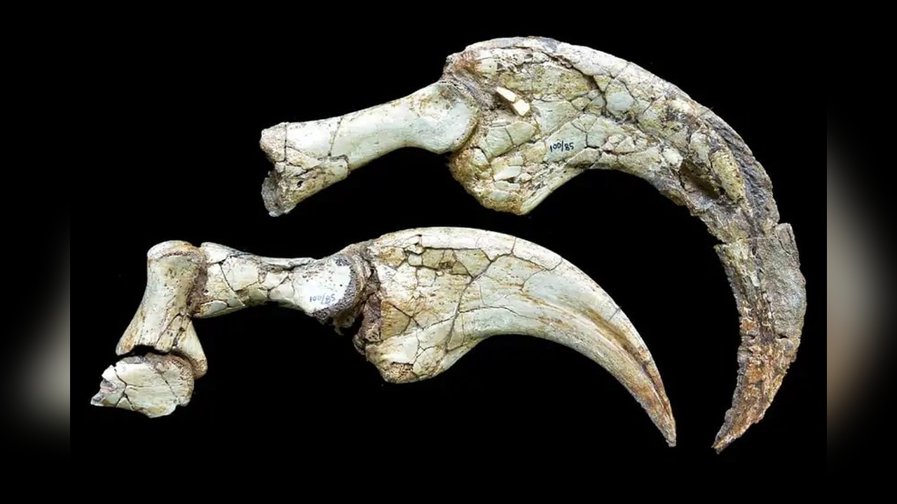 Yeni Dinozor Türü Kanada'da Keşfedildi