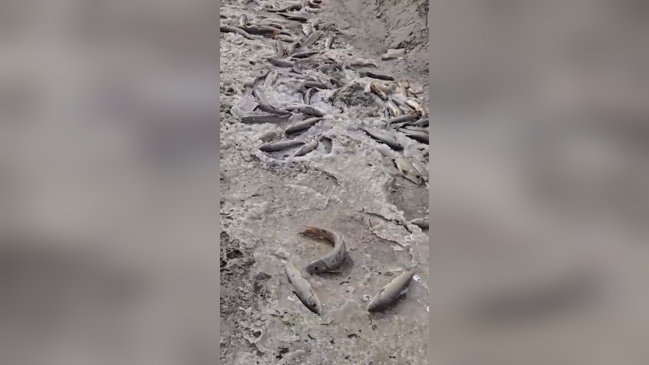 Aras Nehri'nde Balık Ölümleri Nedeniyle Ark Kapatıldı