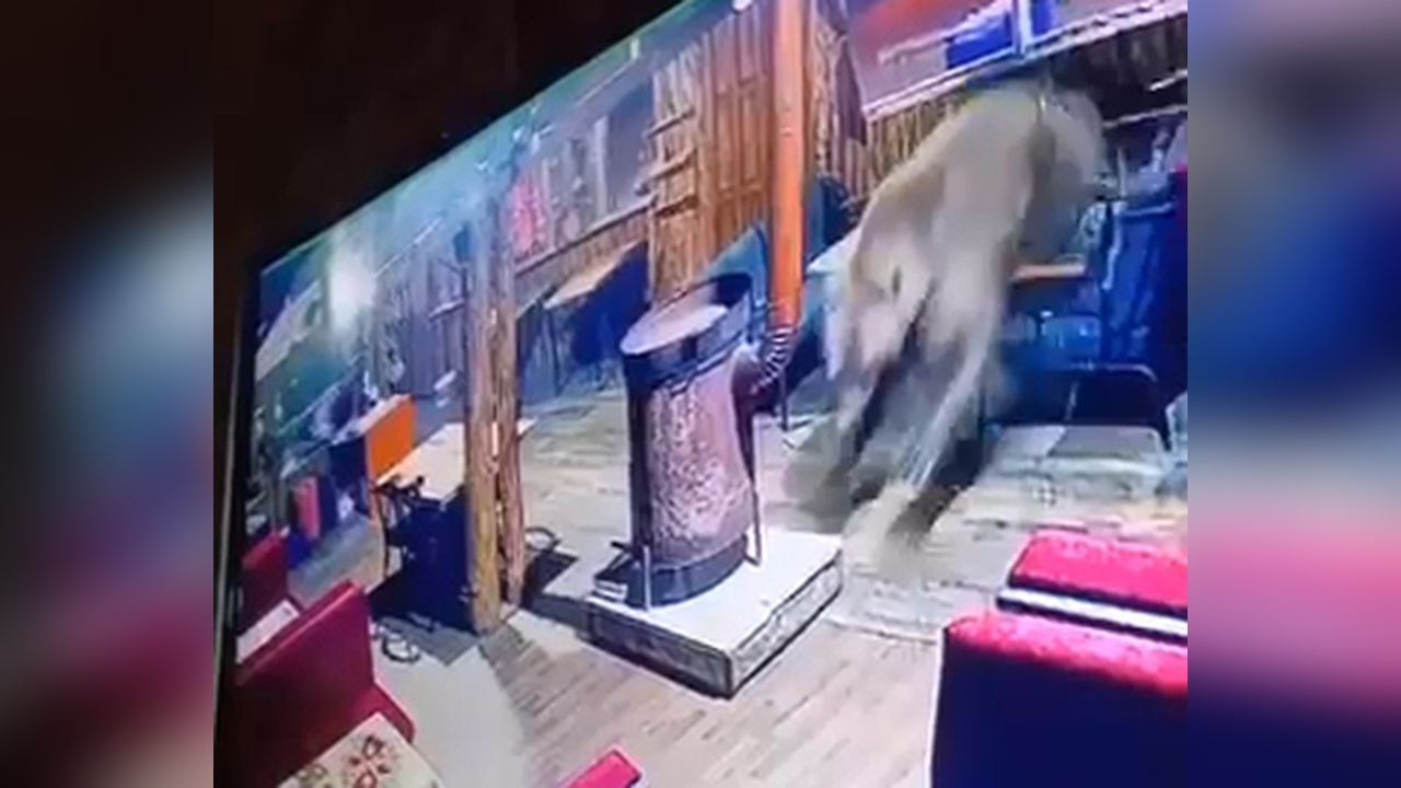Restorana Giren Ayı, Masaları Devirerek Kaçtı