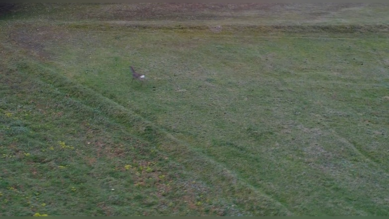 Dron ile Görüntülenen Karaca Ormandan İndi