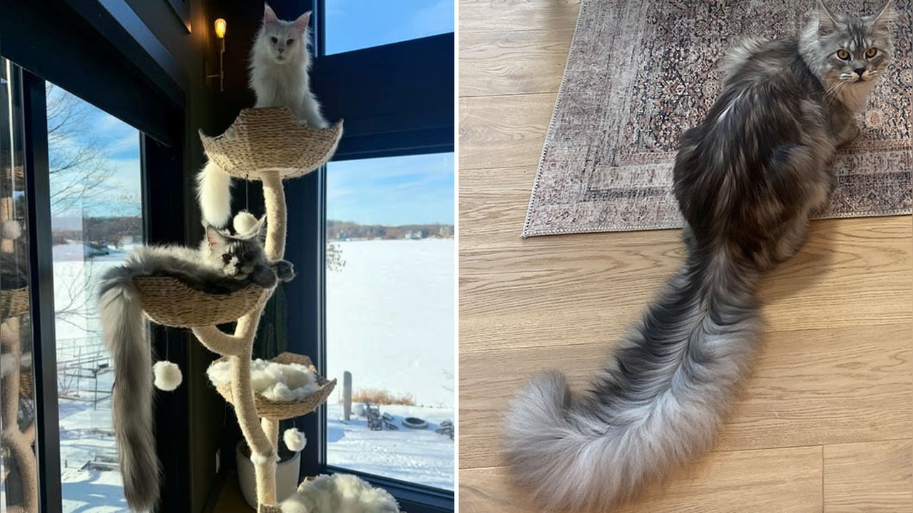 Guinness Rekorlar Kitabı'nda Yeni Bir Kedi Rekoru