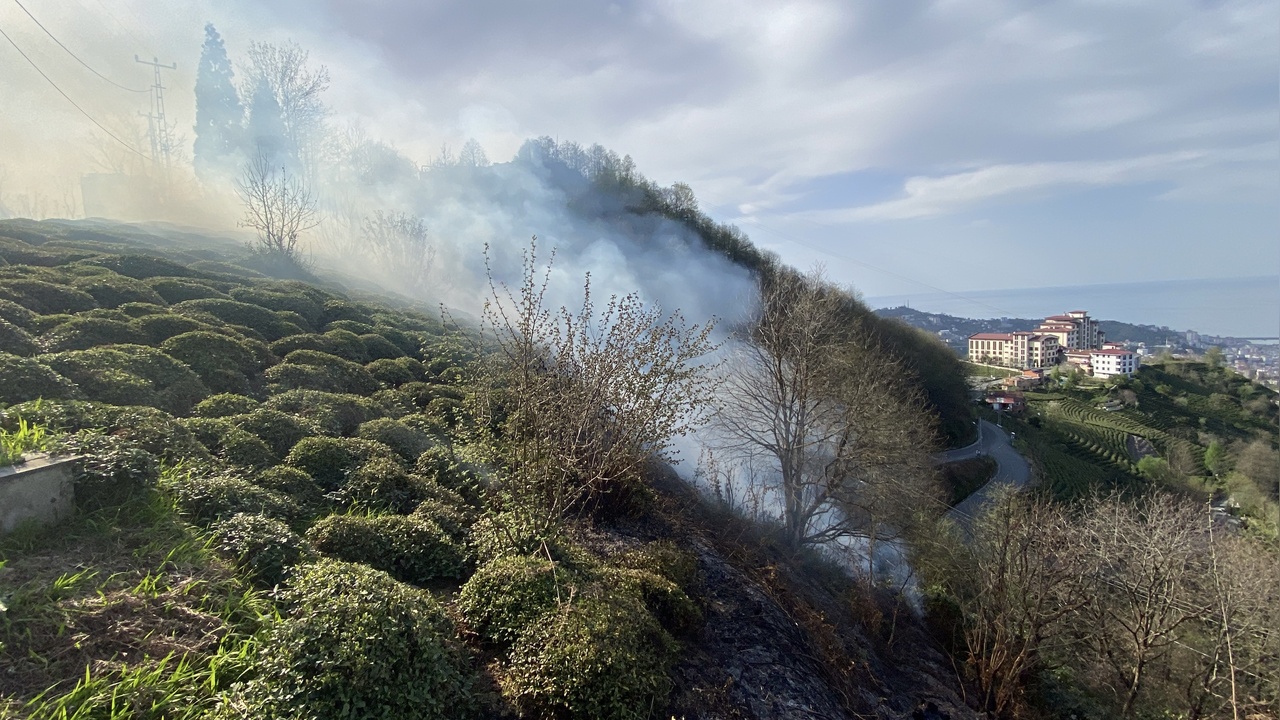 Rize'de Anız Yangını Ormanlık Alana Sıçradı