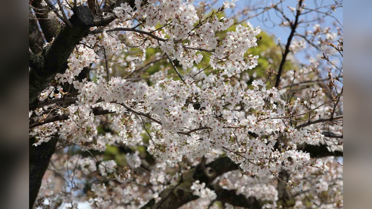 Tokyo'da Sakura Ağaçlarıyla Görsel Şölen
