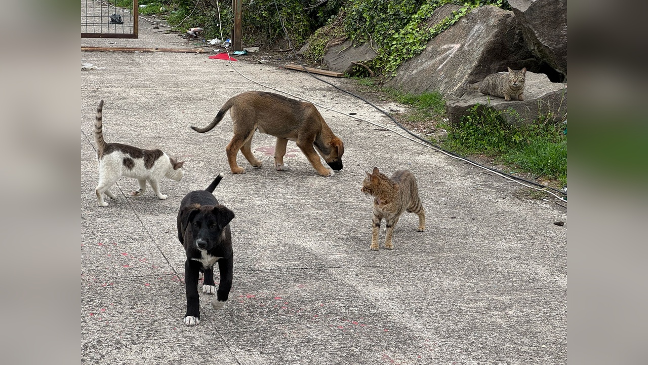 Kediler ve Köpekler Birlikte Besleniyor