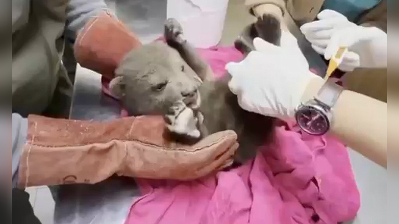 Yavru Boz Ayı 'Bulut', Ormanda Bulundu ve Tedavi Altına Alındı