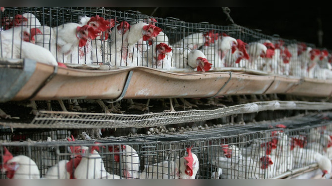 Meksika'da İlk İnsan Vakası: H5N1 Kuş Gribi Tespit Edildi
