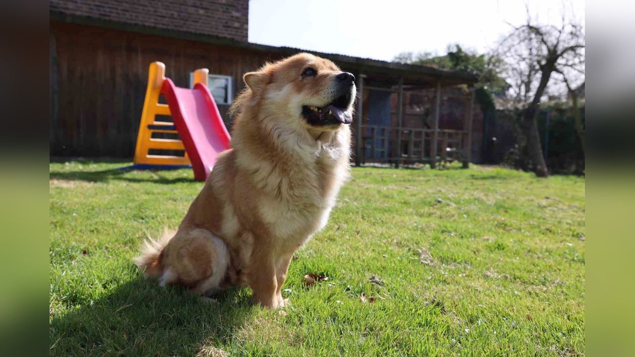 Almanya'da Köpek Vergileri 2025'te Yükseliyor