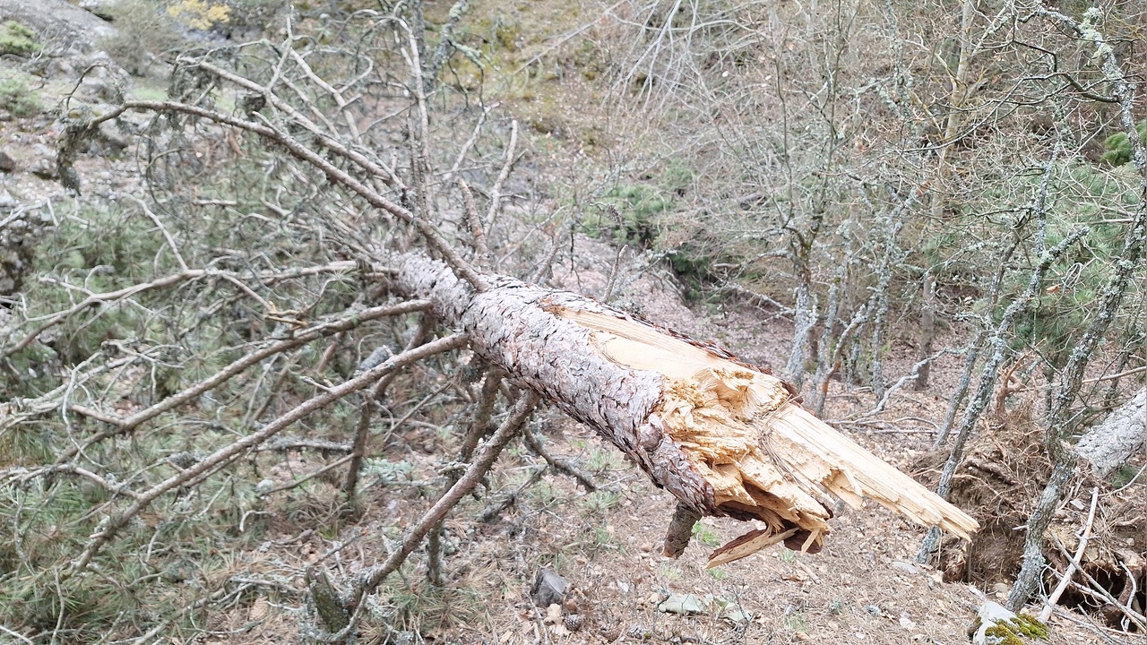 Mudurnu'da Kar Yükü Ağaçları Devrildi