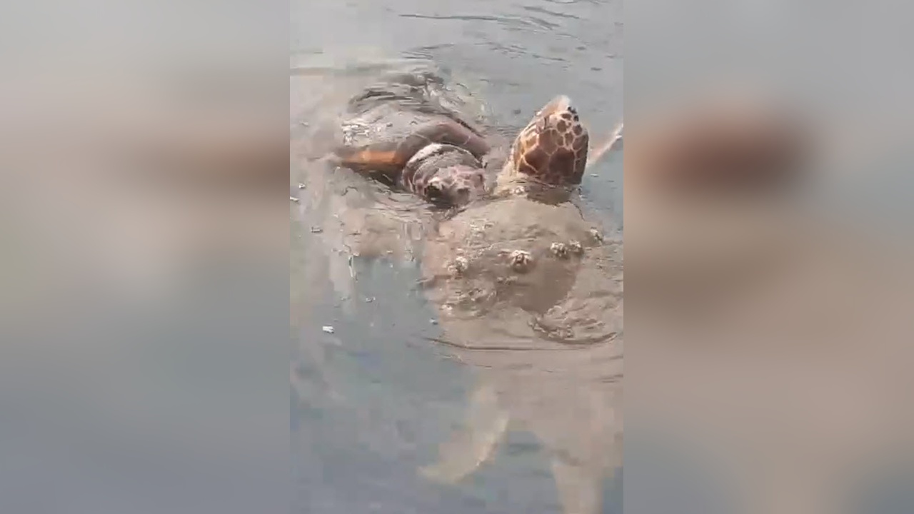 Caretta Carettalar İçin Sessiz Kalma Çağrısı