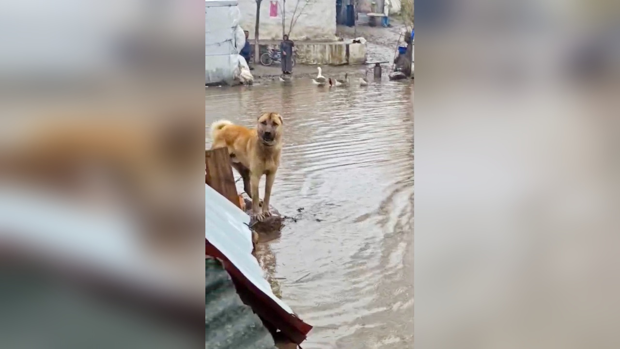 Kars'ta Şiddetli Yağışlar Sel Felaketine Yol Açtı