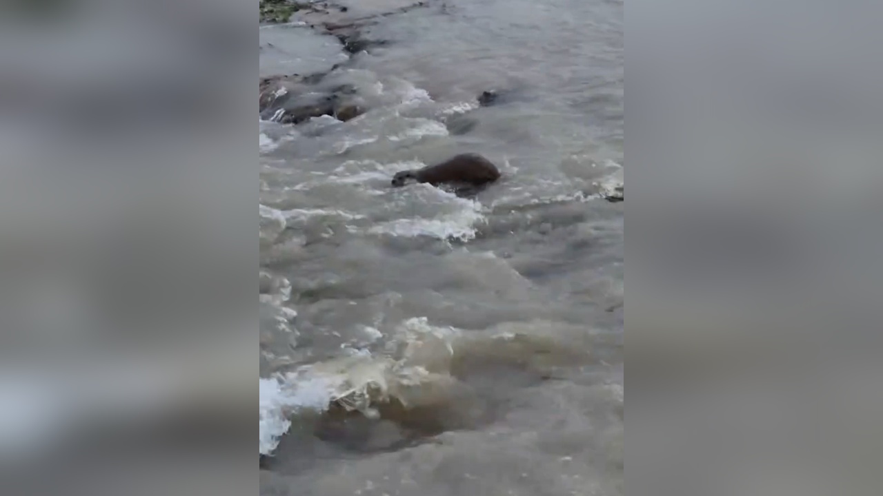 Kızılırmak Nehri'nde Su Samuru Görüntülendi