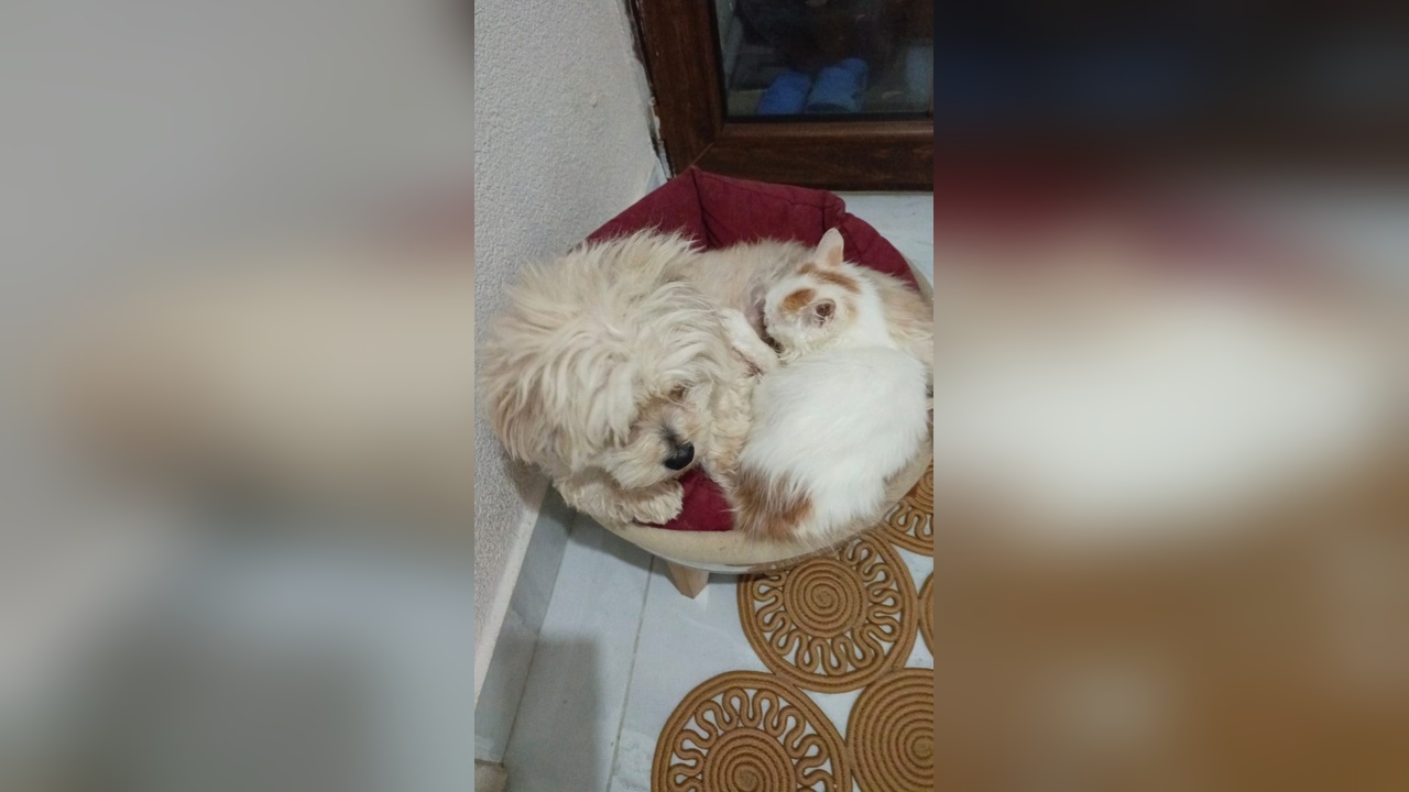 Köpek, Yavru Kediye Annelik Yapıyor