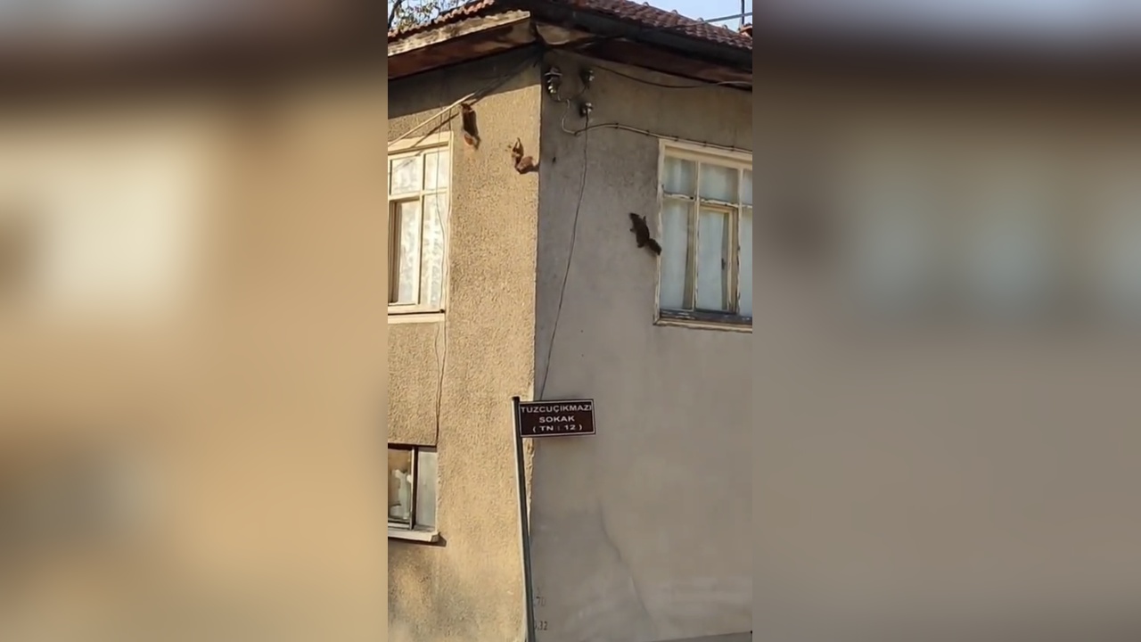 Sincapların Evin Duvarındaki Eğlenceli Anları Kameralara Yansıdı