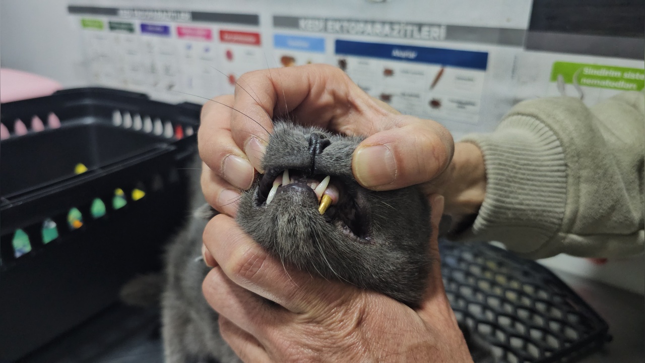 Altın Dişle Kedi Tedavi Edildi