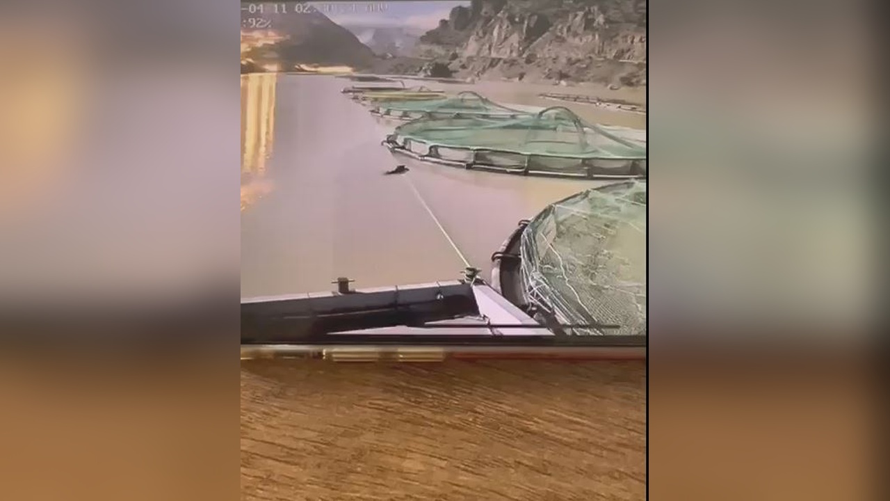 Ayı, Su Ürünleri Tesisinde Balık Yedi