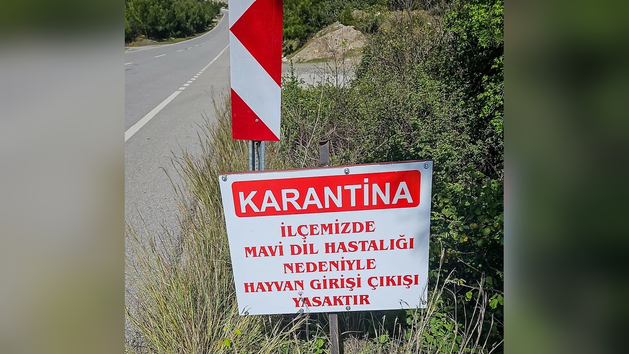Datça’da Mavi Dil Hastalığı Nedeniyle Karantina Uygulaması Başlatıldı