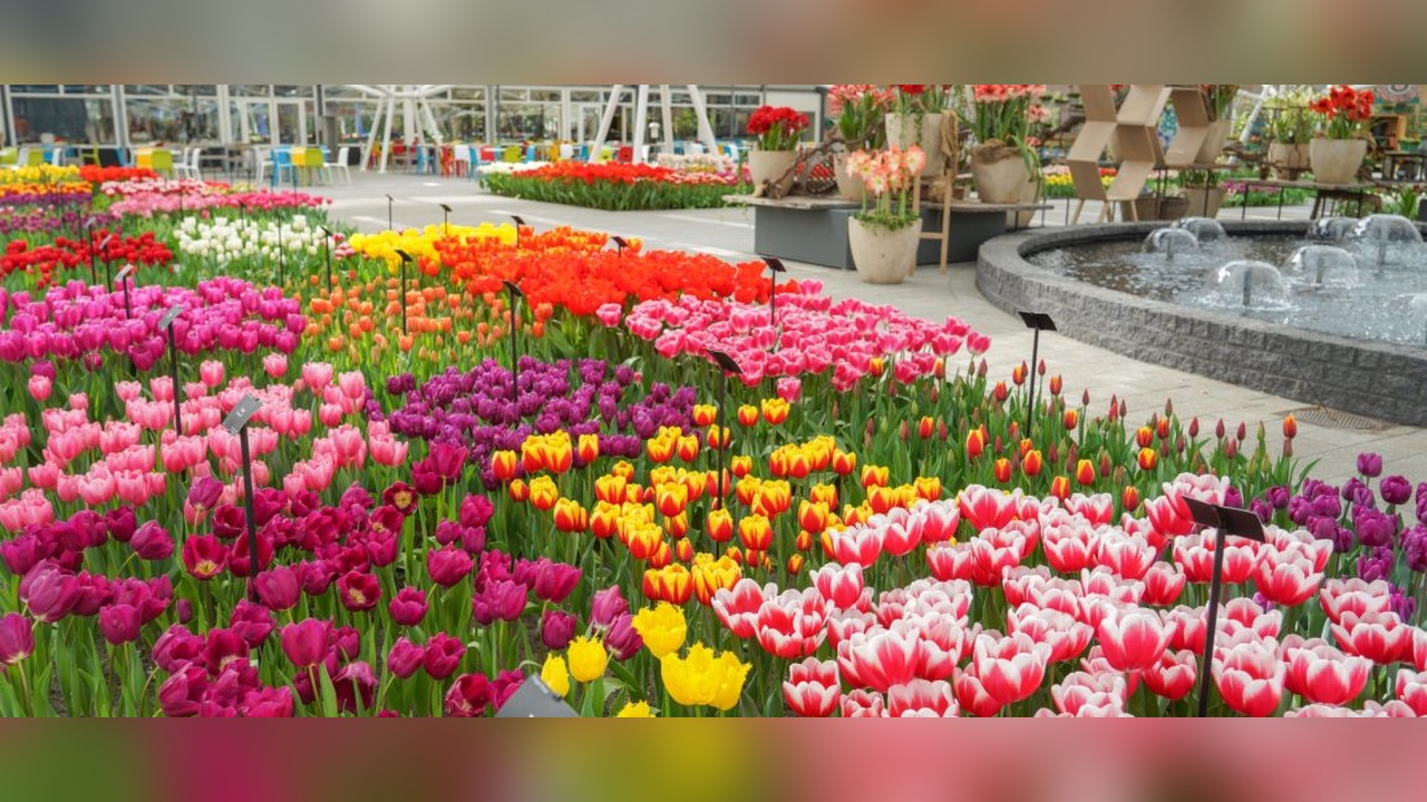 Keukenhof Lale Bahçeleri Kapılarını Ziyaretçilere Açtı