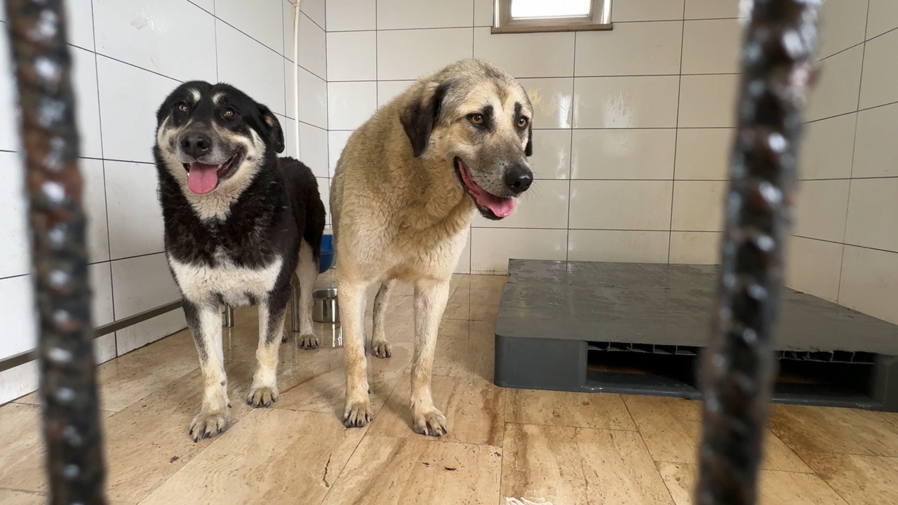 Avcılar'da Zehirli İddiasıyla Zehirlenen 2 Köpek Kurtarıldı