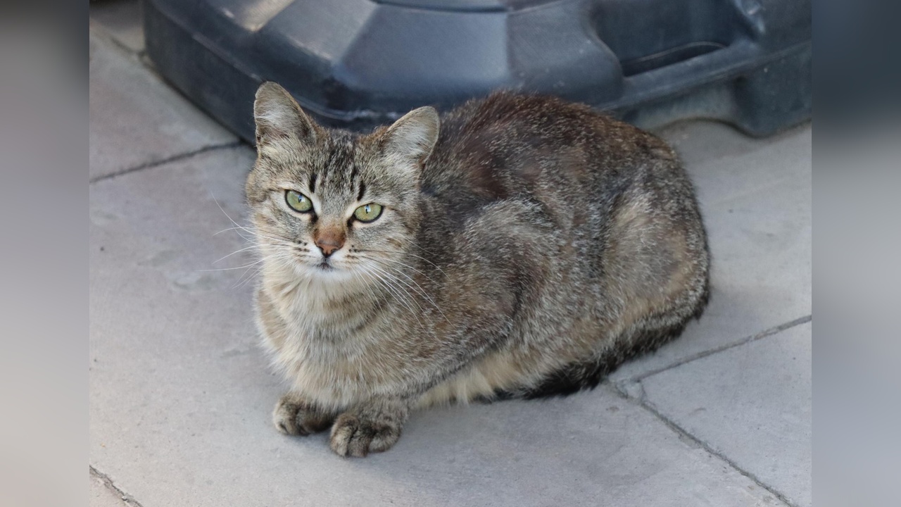 Esnaf, Masa Çekmecesinde Doğan Kedi ve Yavrusu İçin Seferber Oldu