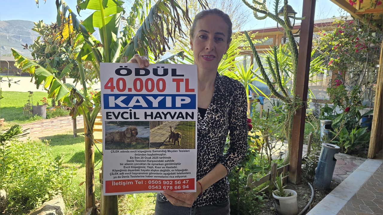 Üç Aydır Kayıp Olan Köpek Çilek İçin 40 Bin Lira Ödül İlan Edildi