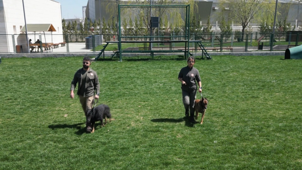 Gazi Köpekler İçin Özel Bakım Programı Hayata Geçirildi