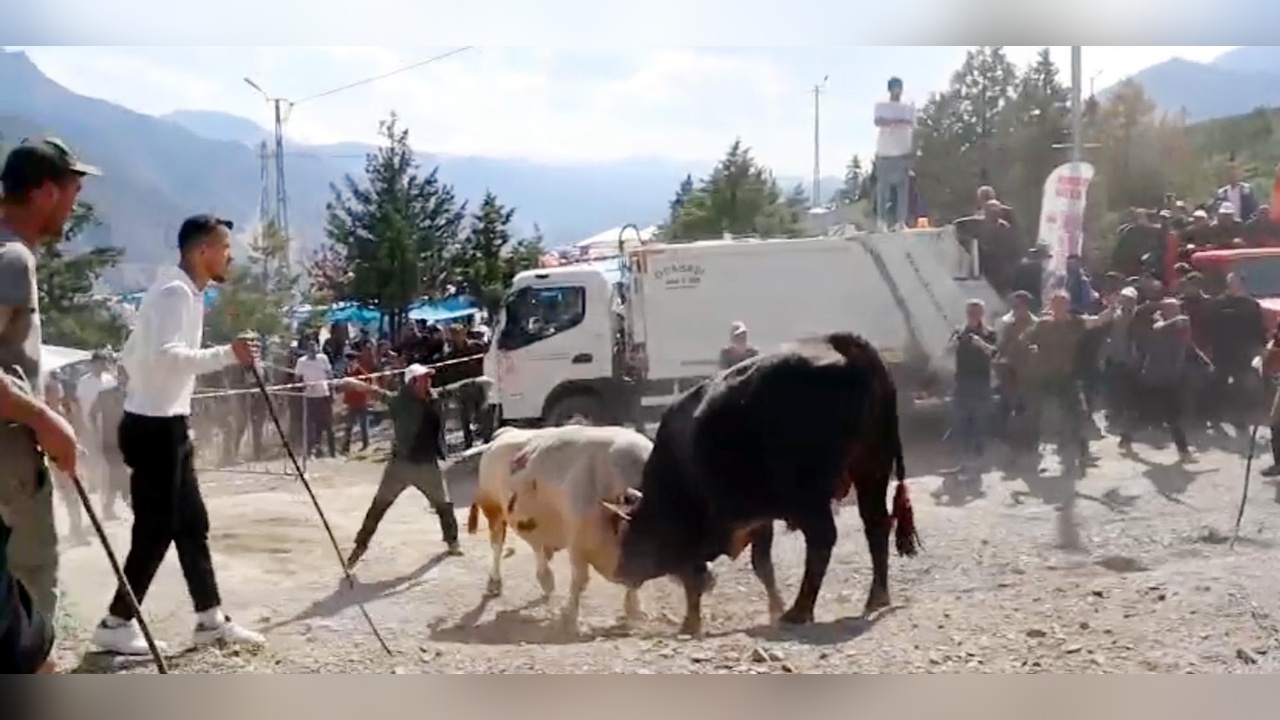 Güreş Arenasında Boğa Güreşi Dışarı Taşınca İzleyiciler Endişelendi