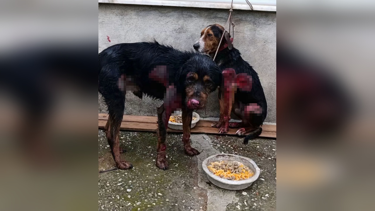 İki Köpek, Araç Arkasında Sürüklenerek Yaralandı ve Tedavi Altına Alındı
