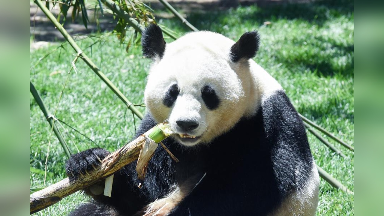 Çin'den Avusturya'ya İki Dev Panda Sevkiyatı Gerçekleşti