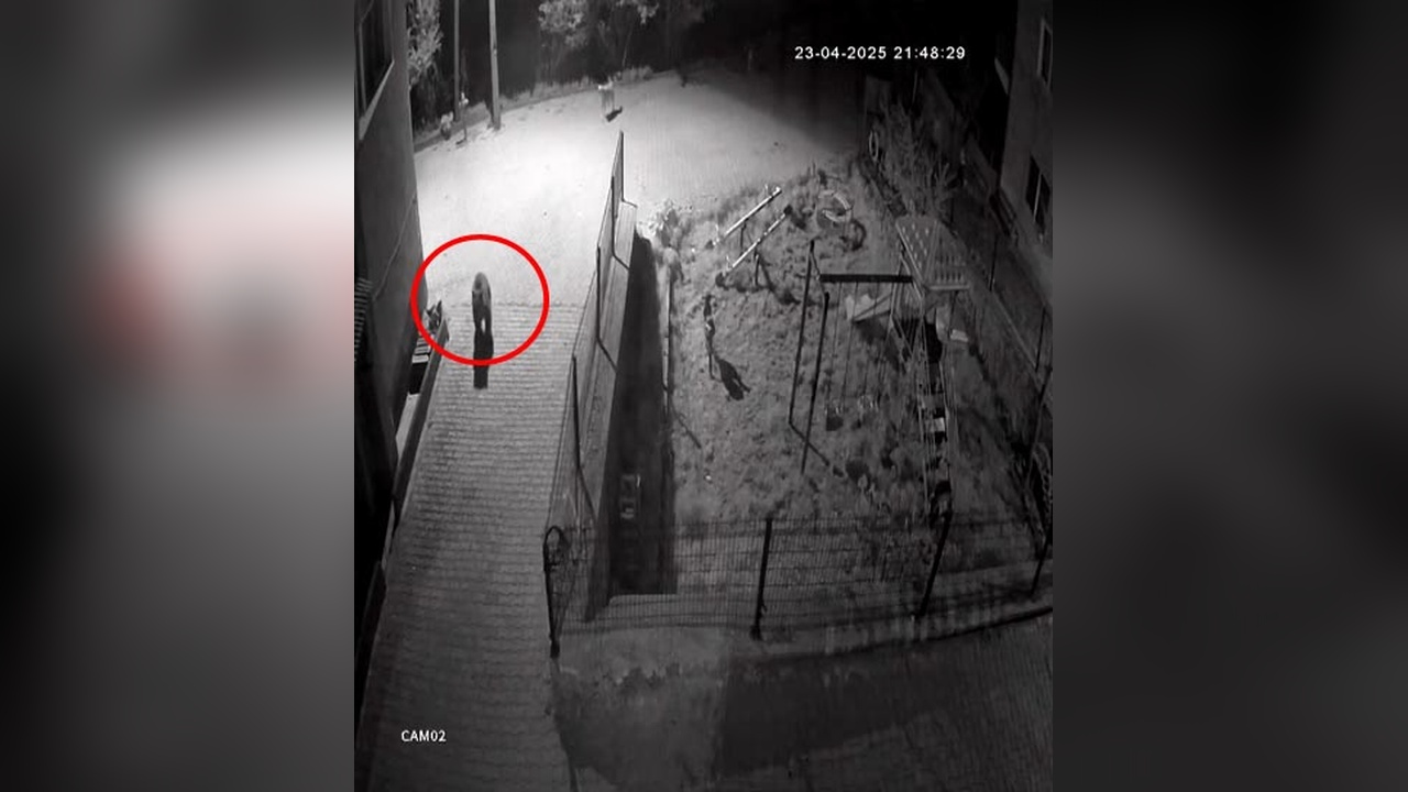 Sokak Köpekleri, Konteynerde Yiyecek Arayan Ayıyı Kovaladı