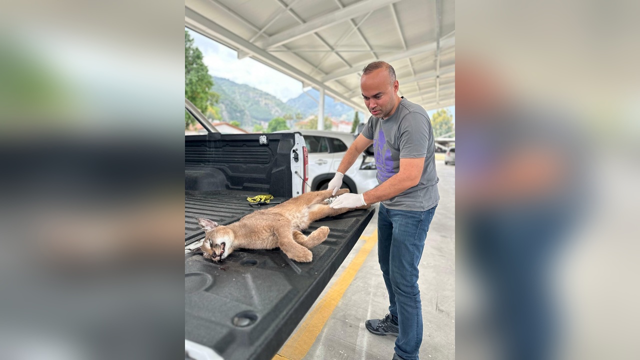 Muğla'da Araç Çarpması Sonucu Karakulak Hayvanı Hayatını Kaybetti