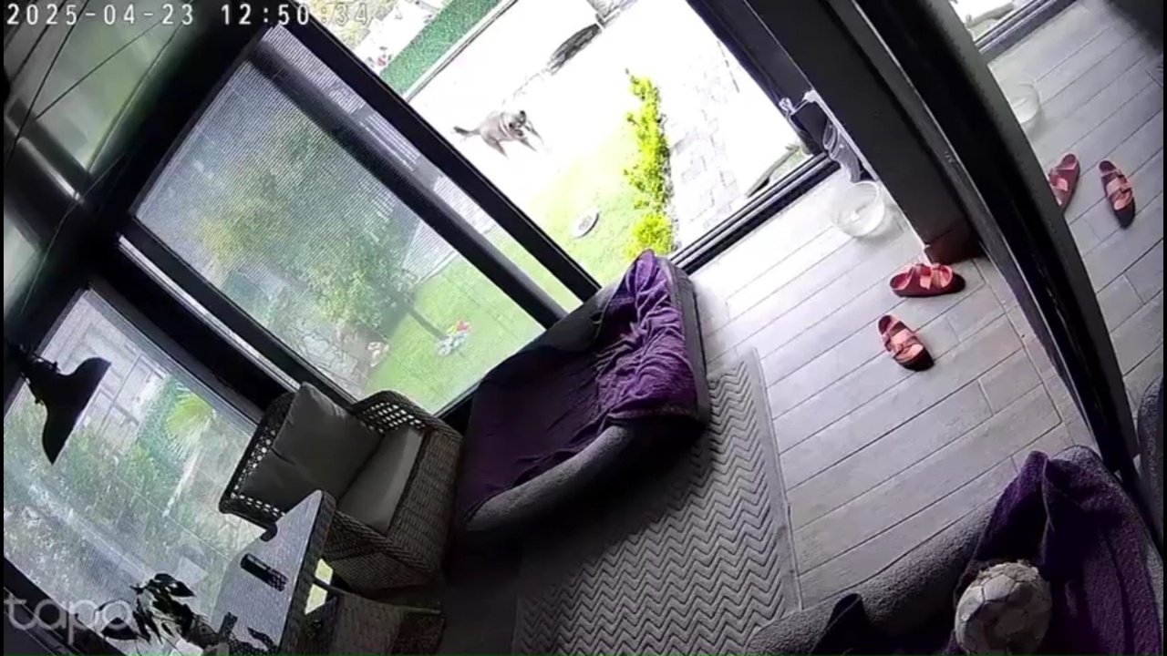 Deprem Anında Köpeklerin Panik Anları Güvenlik Kamerasına Yansıdı