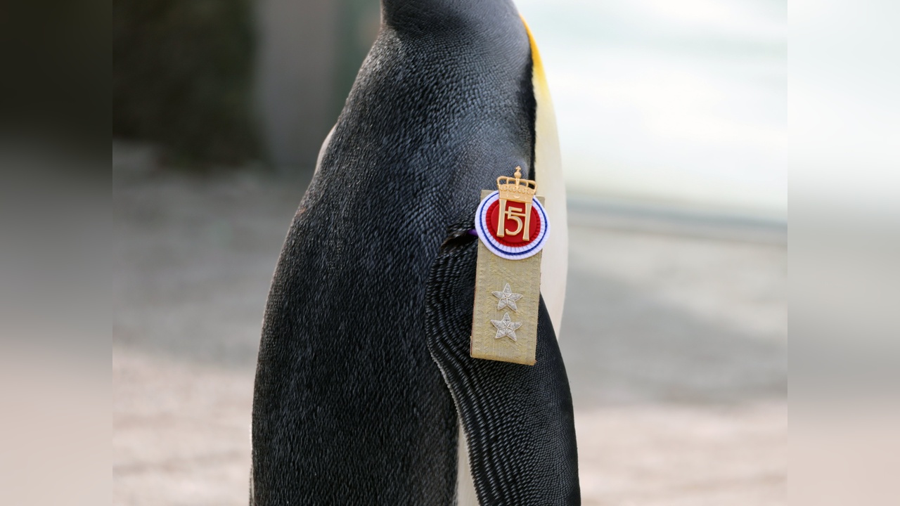 Guinness Rekorlar Kitabı, En Yüksek Rütbeli Penguen Olav’ı Onurlandırdı