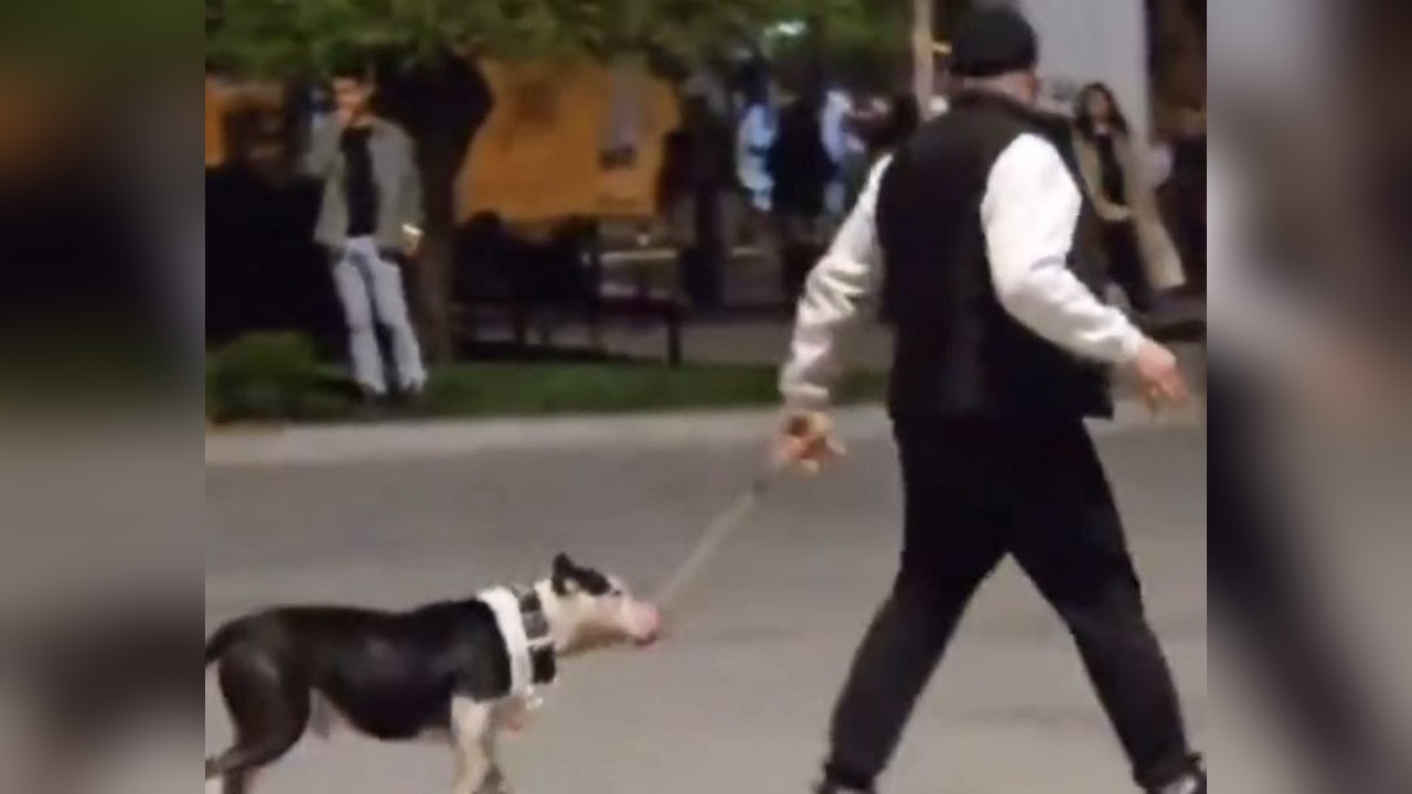 Bakırköy'de Ağızlıksız Pitbull Saldırısı: Sahibe 76 Bin Lira Ceza