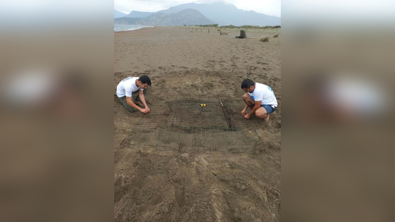 Dalyan'da Bu Yılın İlk Caretta Caretta Yuvası Tespit Edildi