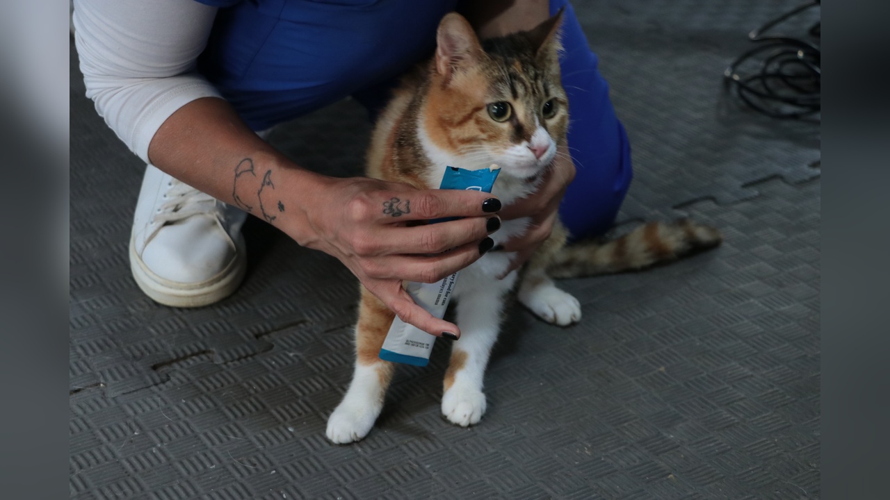 Depremzedeler İçin 2 Yıldır Yuva Aranan Kedi Defne'nin Hikayesi
