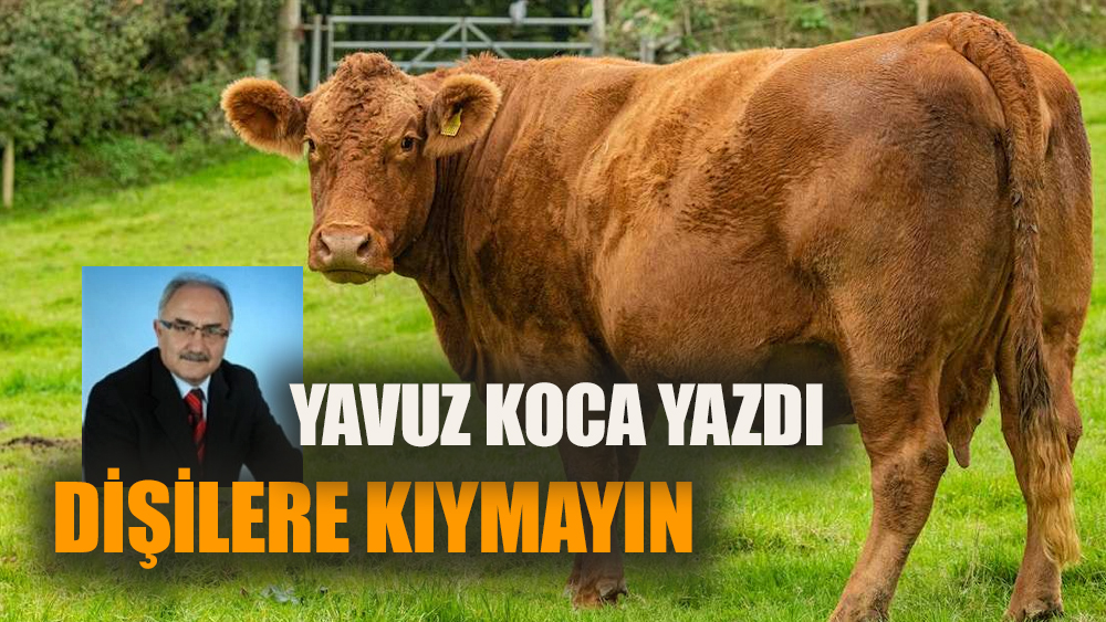 Dişilere kıymayın