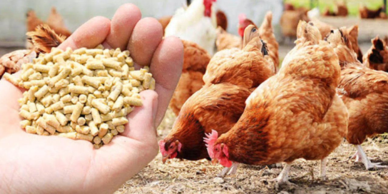 Tavuklara hormon verildiği iddialarının aslı astarı nedir?