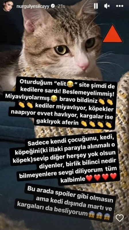 kedi1